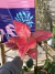 Aglaonema 'Red Joy' - Pote 12 - BENDITA SELVA
