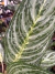 Aglaonema Brilliant pote 17 - comprar online