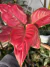 Aglaonema 'Red Joy' - Pote 12 - comprar online