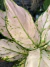 Aglaonema Cherry Baby - mutação folhas rosas - comprar online