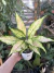 Aglaonema Cherry Baby ‘Green’ 1 - Pote 12 - comprar online