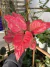 Aglaonema 'Red Joy' - Pote 12