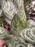 Aglaonema Brilliant pote 17 na internet