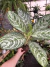 Aglaonema Brilliant pote 17