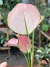 Aglaonema Geely Red selecionada na internet