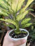 Aglaonema Cherry Baby ‘Green’ 1 - Pote 12 - BENDITA SELVA