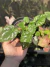 Caladium Sapatinho - mini caladium