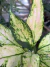 Aglaonema Cherry Baby ‘Green’ 1 - Pote 12 na internet