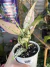 Aglaonema KomKom (variação rosa) na internet