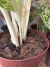 Aglaonema Brilliant pote 17 - BENDITA SELVA