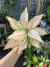 Aglaonema Cherry Baby - mutação folhas rosas na internet