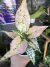 Aglaonema KomKom (variação rosa) - comprar online