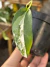Epipremnum Pinnatum variegata Half moon - Pote 11 - comprar online