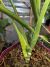 Monstera 'Thai Constellation' pt18 - BENDITA SELVA