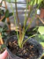 Syngonium 'Three Kings' - Pote 11 - BENDITA SELVA