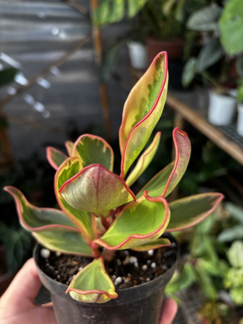Peperômia tricolor - Pote 11