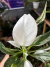 Philodendron White Wizard - Alta variegação - loja online
