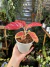 Aglaonema Cocomelon ‘Pink’ - Pote 12