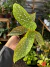 Begônia Aconitifolia Nativa - pote 9
