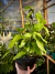 Hoya 'Australis' - cuia pendente - comprar online