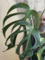Monstera Burle Marx’s Flame - Pote 24 na internet