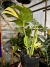 Monstera Thai Constellation - Pote 17 - Alta variegação 4 na internet