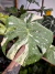 Monstera Thai Constellation - Pote 17 - Alta variegação 6 na internet