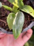 Pacová variegata - Pote 11 - comprar online