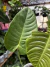 Anthurium Veitchii M - loja online