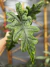 Alocasia Jacklyn M na internet