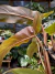 Philodendron Mexicanum - Pote 12 na internet