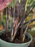 Caladium híbrido ROSA G - comprar online