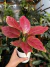 Aglaonema com mutação - selecionada 4 - comprar online