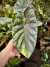 Alocasia Dragon Scale ‘áurea varigata’ - BENDITA SELVA