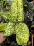 Imagem do Aglaonema Siamense PT 17