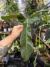 Philodendron Ruthianum - comprar online