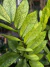 Imagem do Zamioculca 'Chameleon' M