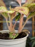 Aglaonema Cocomelon mutação 1 - BENDITA SELVA