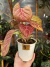 Aglaonema Cocomelon ‘Pink’