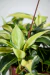 Philodendron 'Rio' - cuia grande