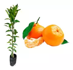 Banner da categoria Citrus