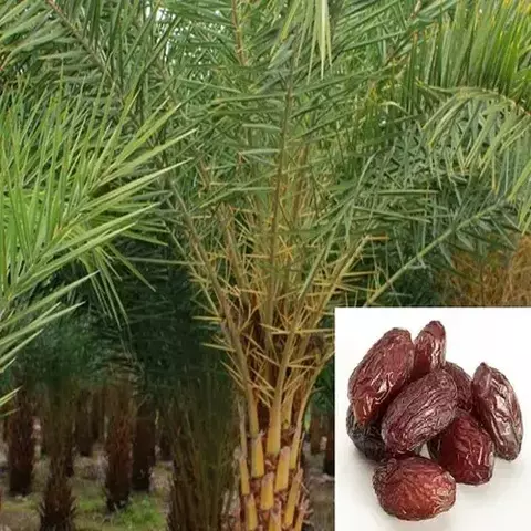 20 SEMENTES DE TAMARAS DEGLET PARA PLANTIO