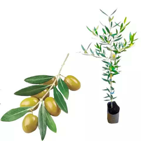 MUDA DE OLIVEIRA JA PRODUZ (ENXERTO)