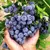 MUDA DE BLUEBERRY ( MIRTILO) ENXERTO (JA PRODUZIU) - comprar online