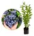 Muda de Blueberry (Mirtilo) Enxerto – Já Produzindo.