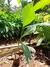 MUDA DE GENIPAPO - Brasil Exótico | As Melhores Mudas de Plantas Exóticas!