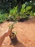 Muda de Araçá Amarelo (Já Produziu). - Brasil Exótico | As Melhores Mudas de Plantas Exóticas!