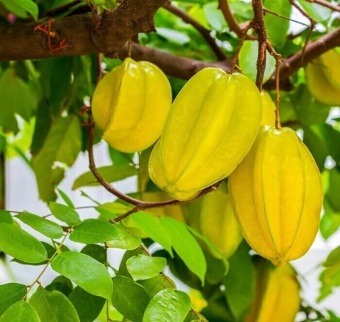 MUDA DE CARAMBOLA