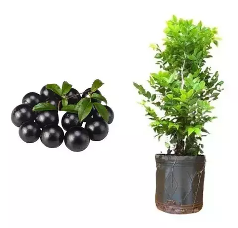 MUDA DE UVA VITORIA SEM SEMENTES (ENXERTO)