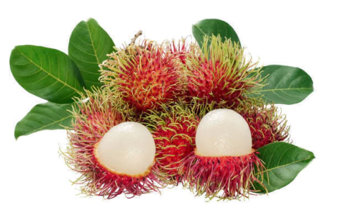 MUDA DE RAMBUTAN